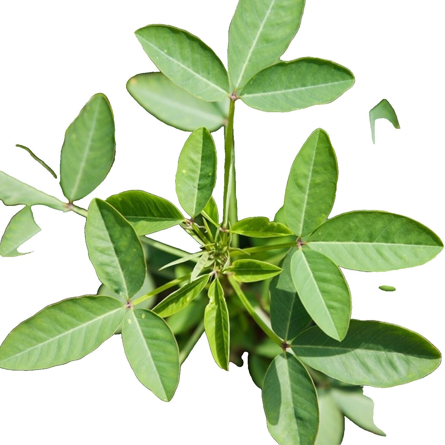 Chipilin Seeds – Guatemalan
