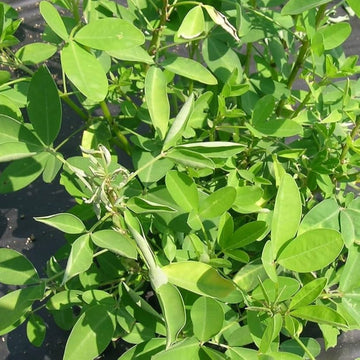 Chipilin Seeds – Guatemalan
