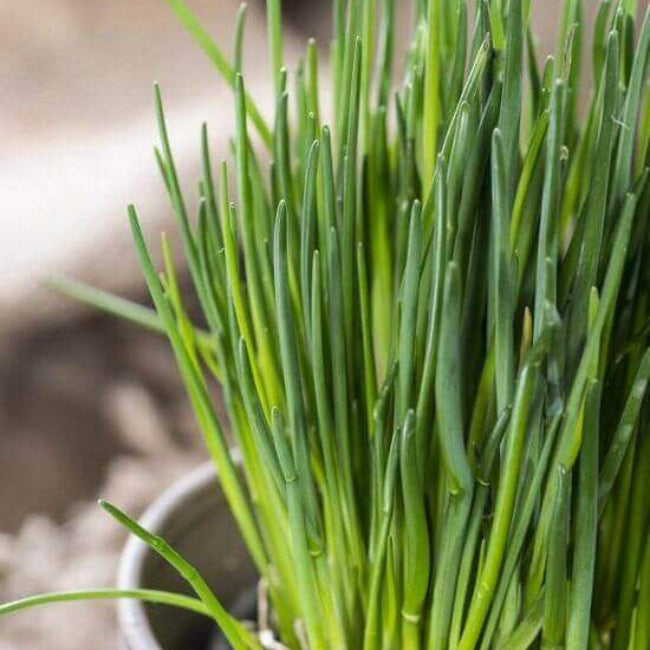 Chive Seeds