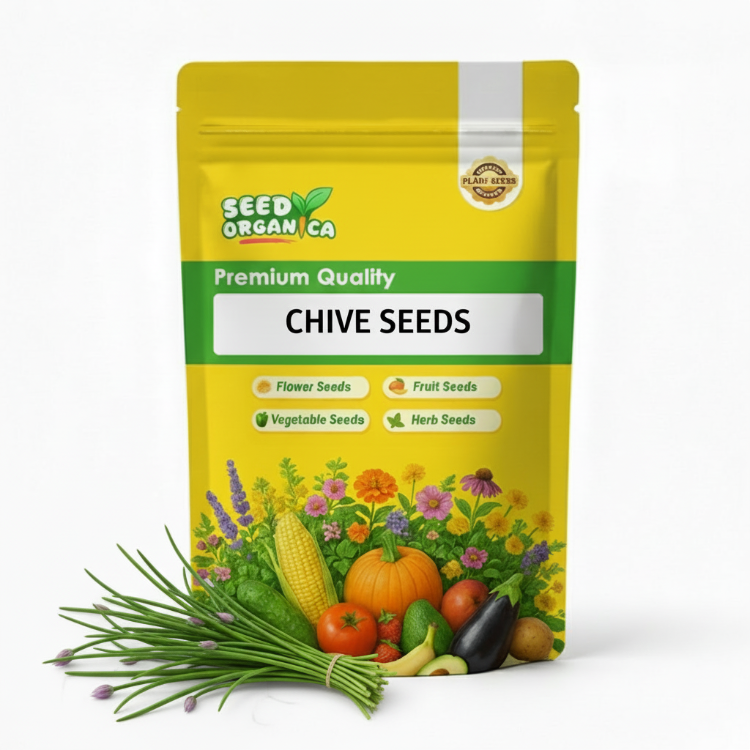 Chive Seeds