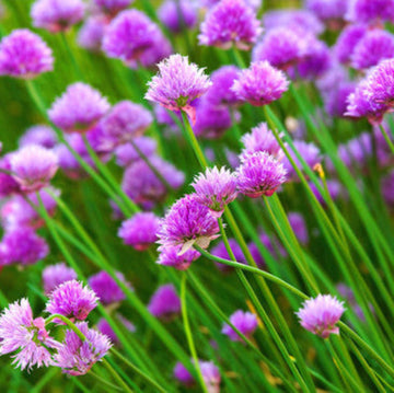 Chive Seeds – Allium schoenoprasum
