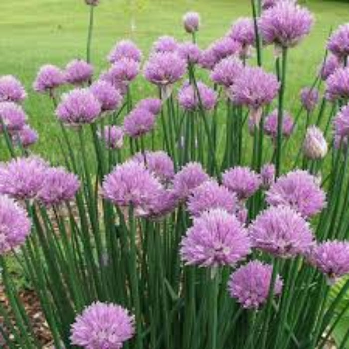 Chive Seeds – Schnittlauch