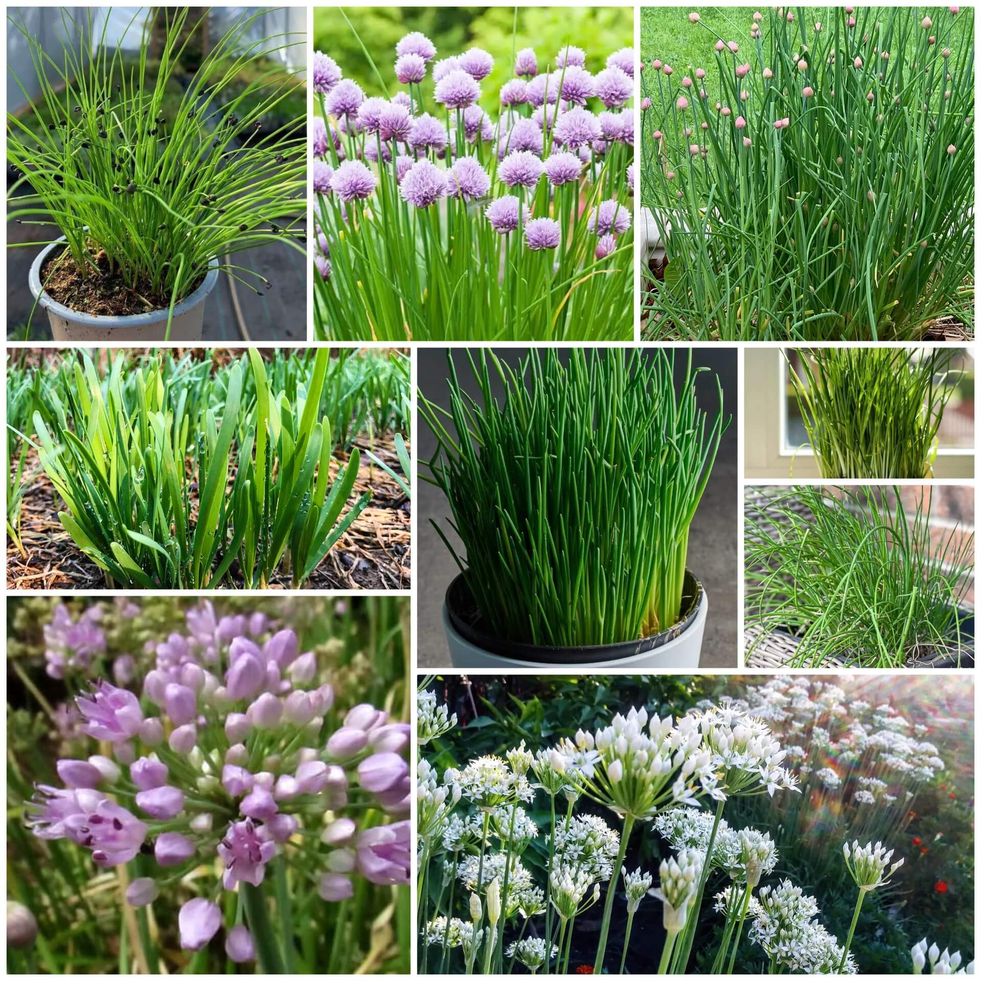 Chives Seeds - All In One For Home Gardens