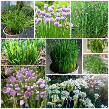 Chives Seeds - All In One For Home Gardens