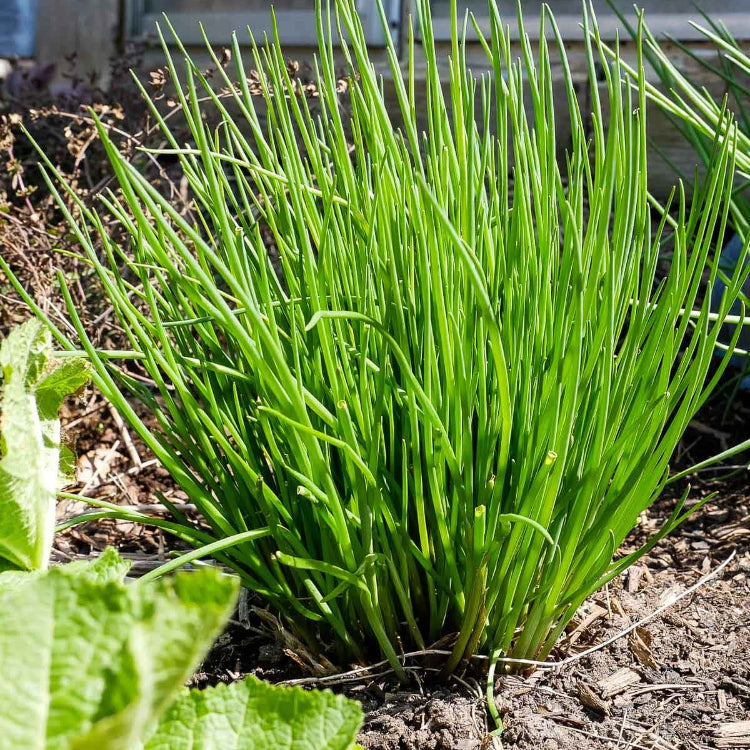 Chives Seeds - All In One For Home Gardens