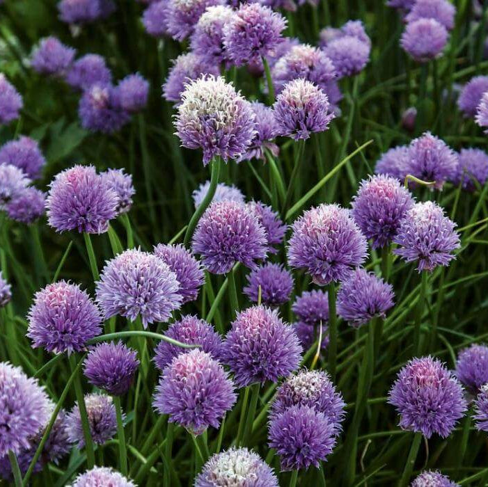 Chives Seeds - All In One For Home Gardens