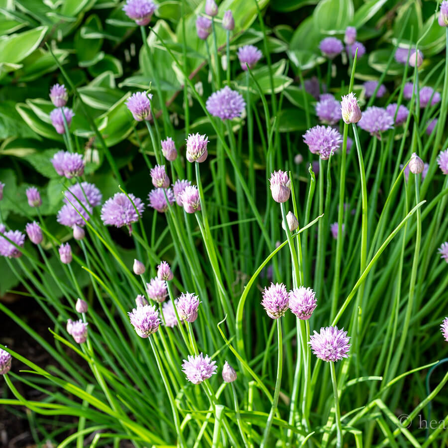 Chives Seeds - All In One For Home Gardens