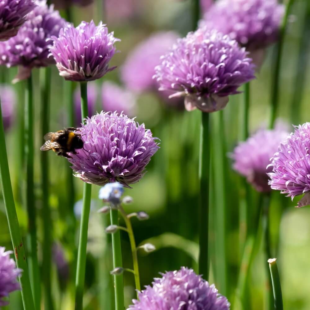 Chives Seeds - All In One For Home Gardens