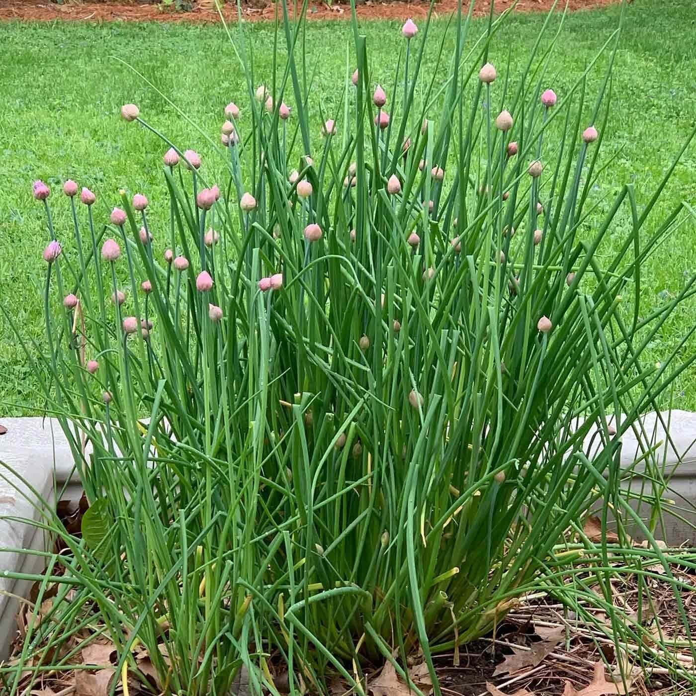 Chives Seeds - All In One For Home Gardens
