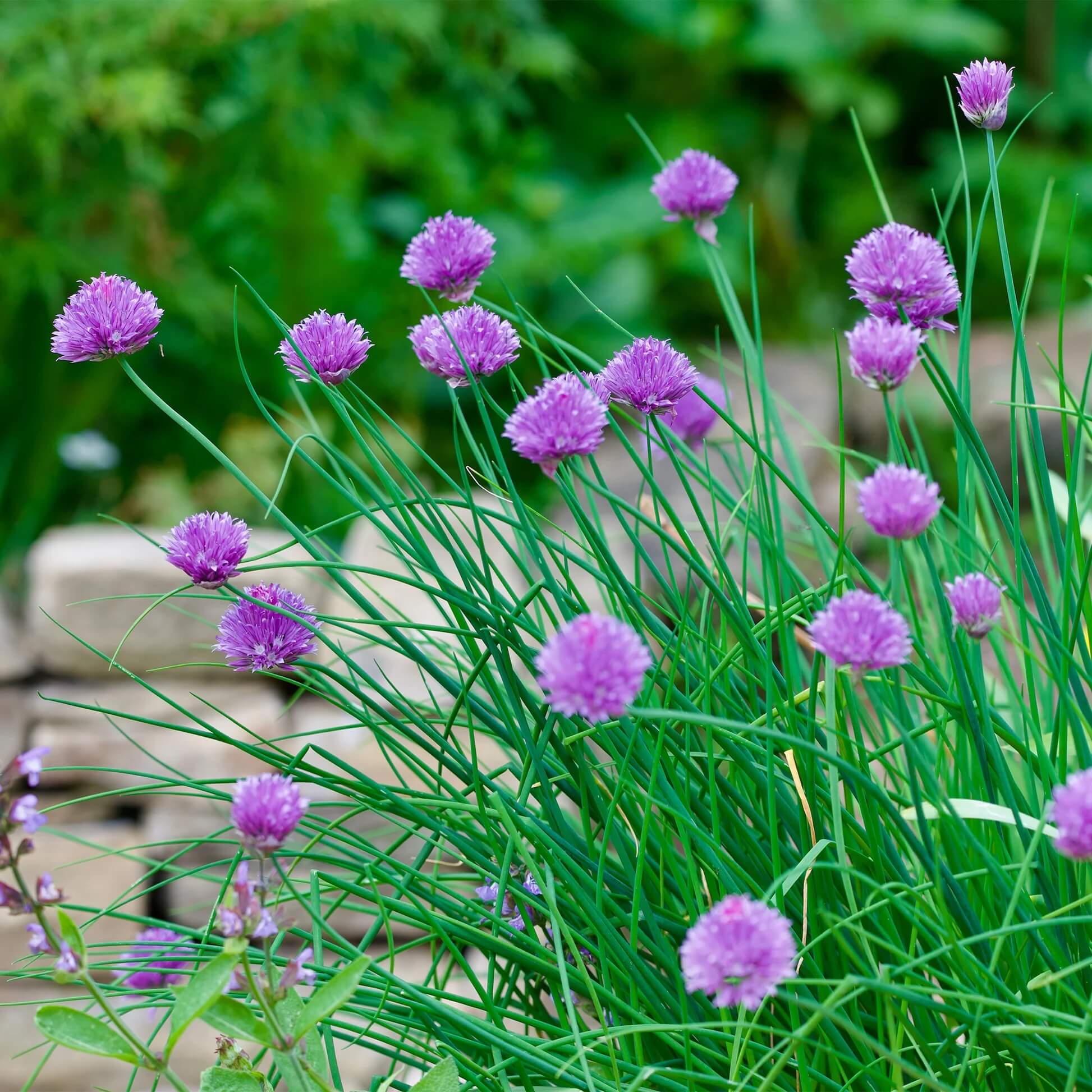 Chives Seeds - All In One For Home Gardens