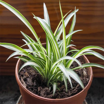 Chlorophytum Comosum Seeds for Planting