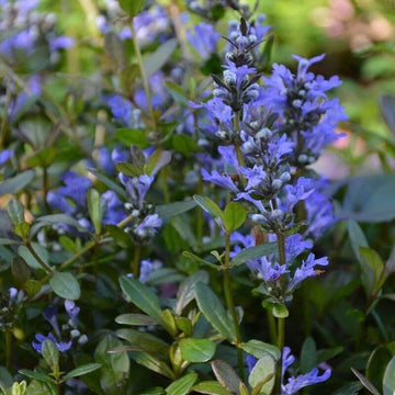 Chocolate Chip Ajuga Seeds