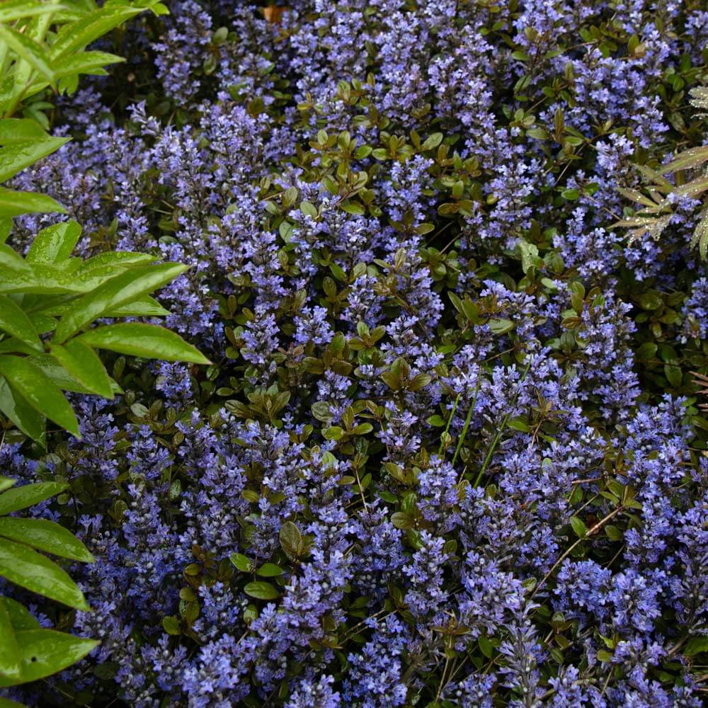 Chocolate Chip Ajuga Seeds