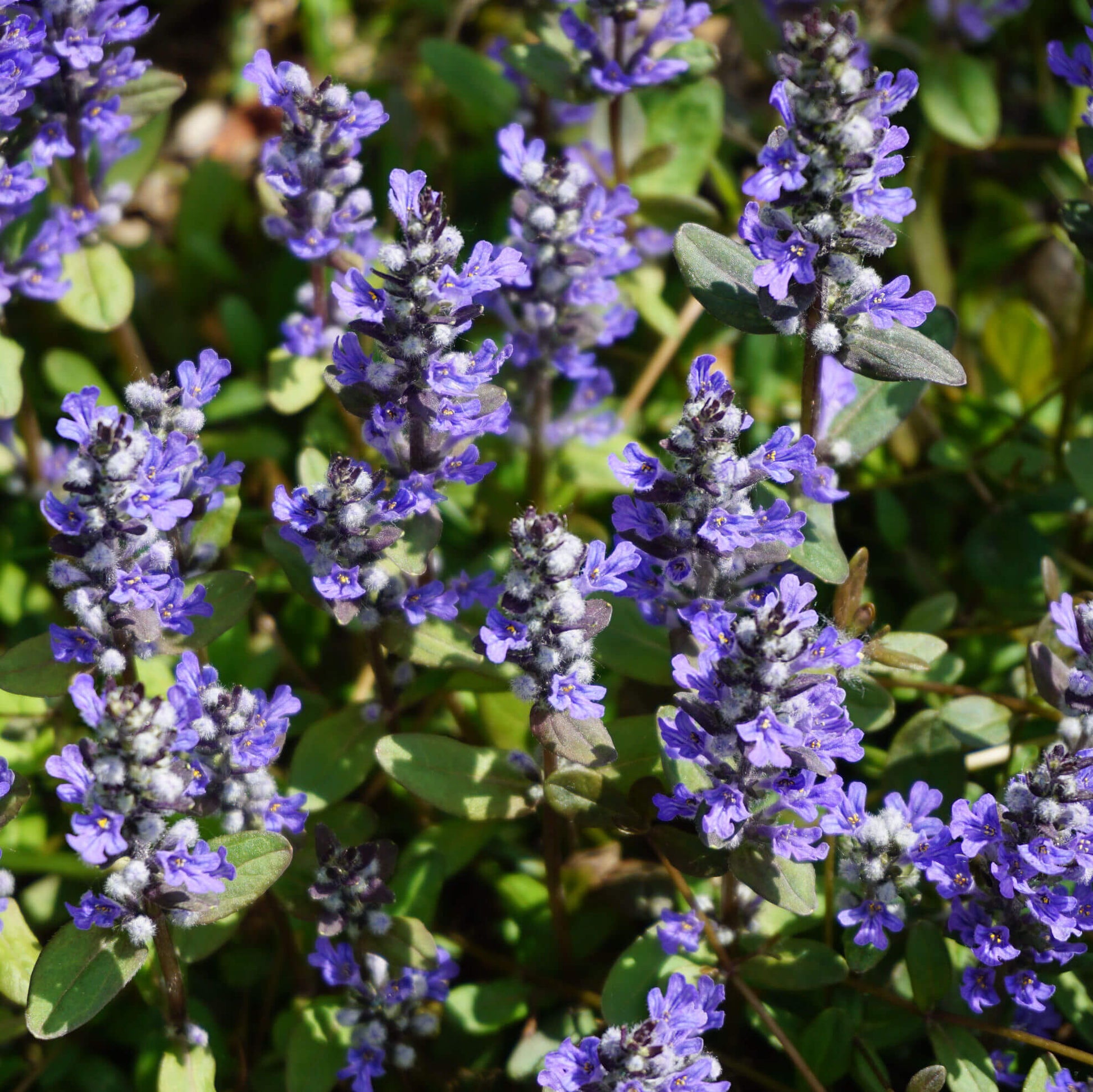 Chocolate Chip Ajuga Seeds