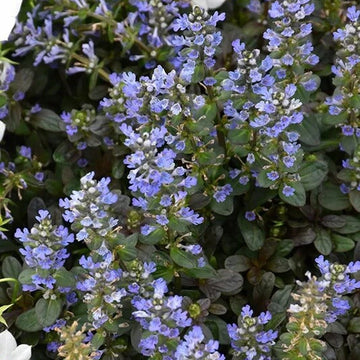 Chocolate Chip Ajuga Seeds