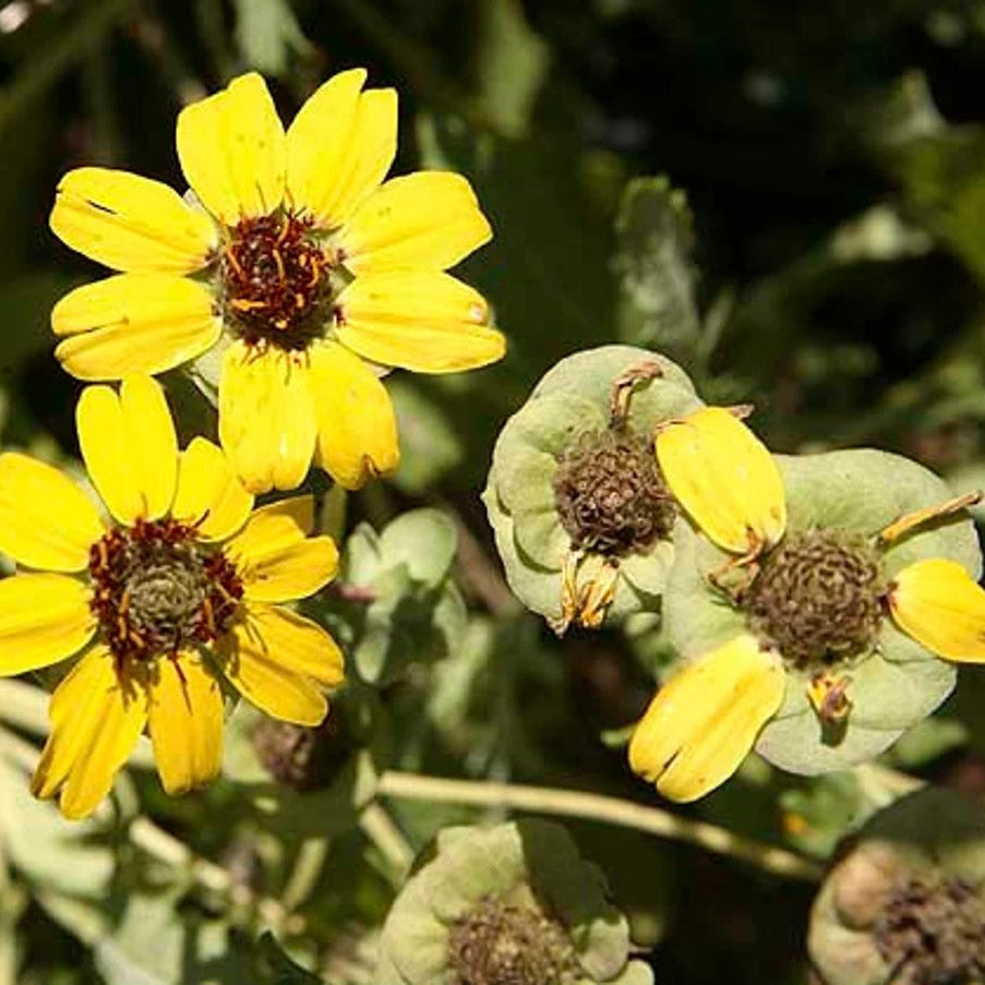 Chocolate Daisy Seeds – Fragrant
