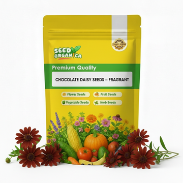Chocolate Daisy Seeds – Fragrant