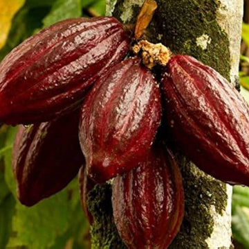 Chocolate azalea seeds