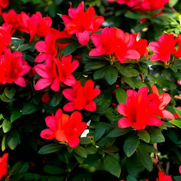 Chocolate azalea seeds