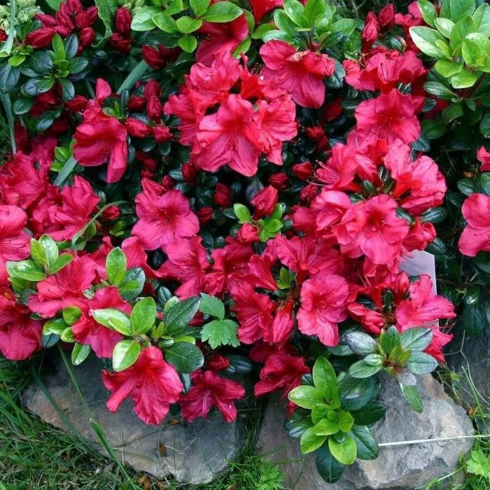 Chocolate azalea seeds