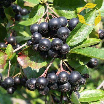 Chokeberry Seeds - Fruit Plant for Home Gardens