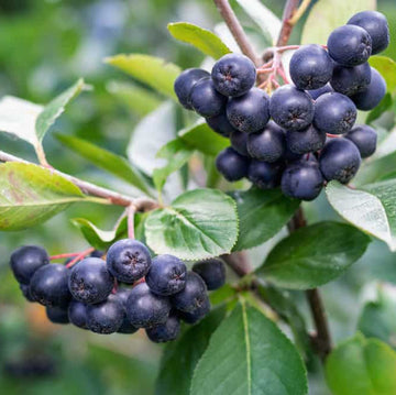 Chokeberry Seeds - Fruit Plant for Home Gardens