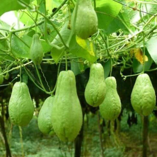 Choko Seeds - Vegetable Plant for Home Gardens