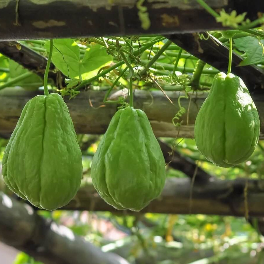 Choko Seeds - Vegetable Plant for Home Gardens