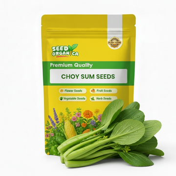 Choy Sum Seeds