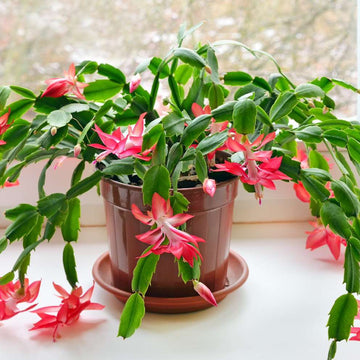 Christmas Cactus Seeds – Holiday Bloom
