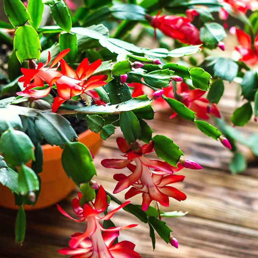 Christmas Cactus Seeds – Holiday Bloom

