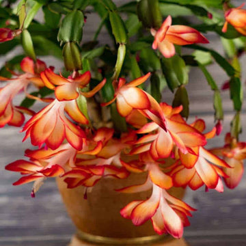 Christmas Cactus Seeds – Holiday Bloom
