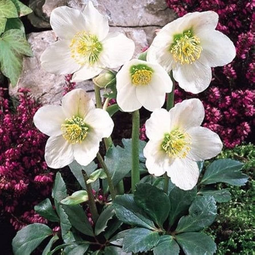 Christmas Rose Seeds – Winter

