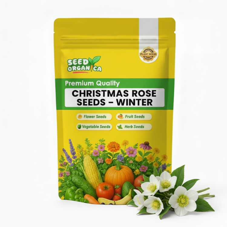 Christmas Rose Seeds – Winter