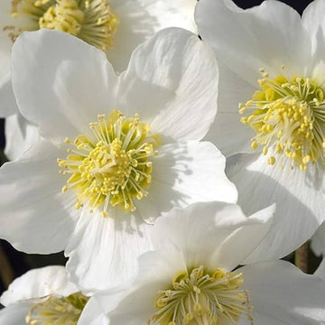 Christmas Rose Seeds – Winter
