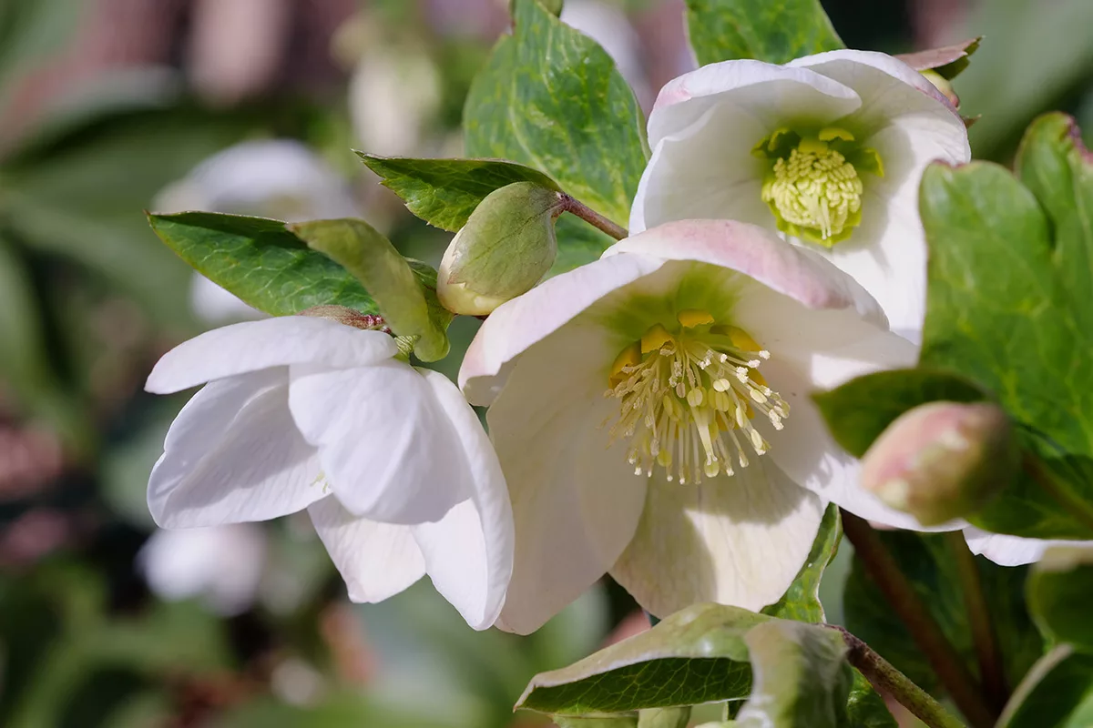 Christmas Rose Seeds – Winter
