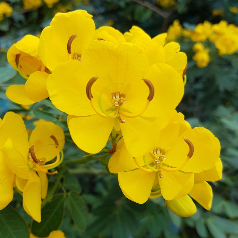 Christmas Senna Seeds – Golden
