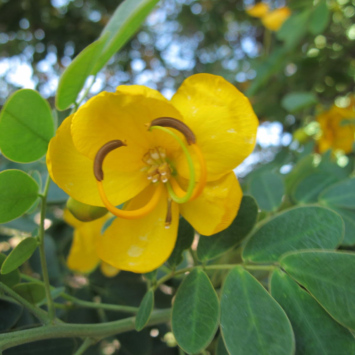 Christmas Senna Seeds – Golden
