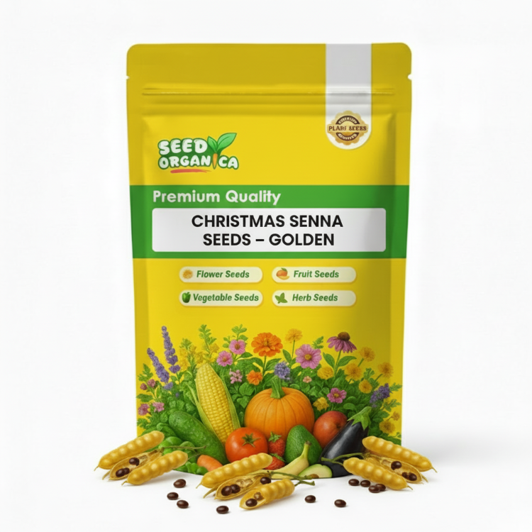 Christmas Senna Seeds – Golden