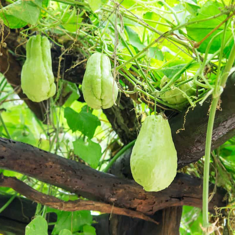 Christophine Seeds - Vegetable Plant for Home Gardens