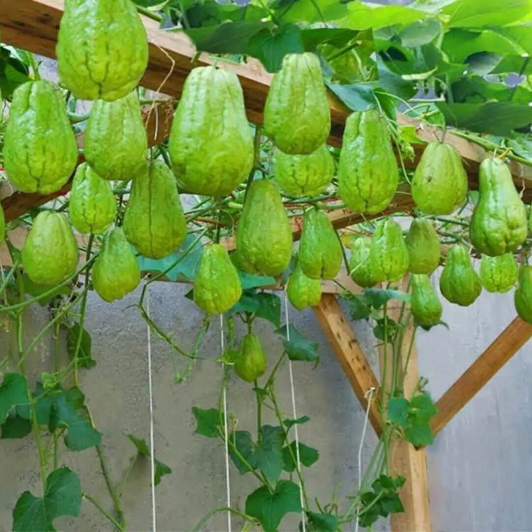 Christophine Seeds - Vegetable Plant for Home Gardens
