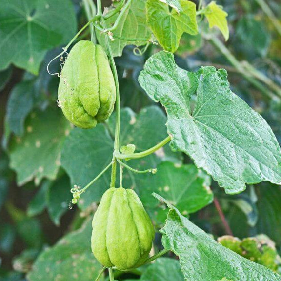Christophine Seeds - Vegetable Plant for Home Gardens