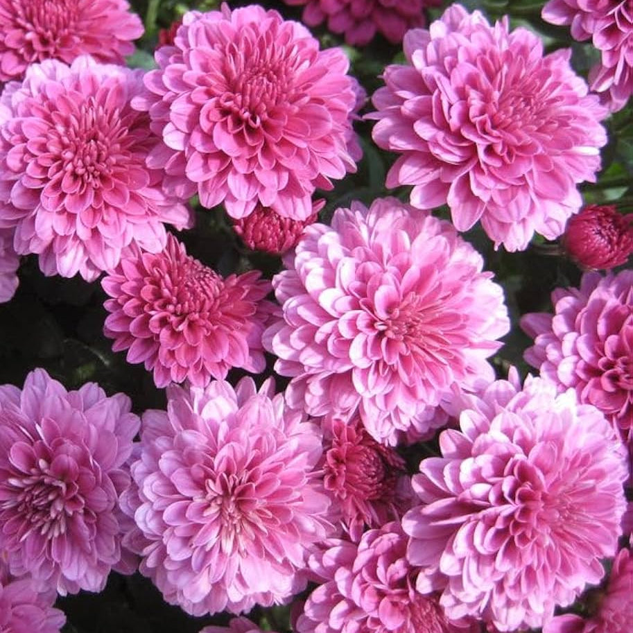 Chrysanthemum Seeds
