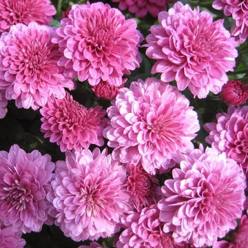 Chrysanthemum Seeds
