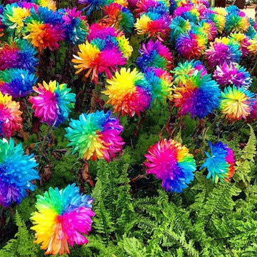 Chrysanthemum Seeds – Colorful and Diverse

