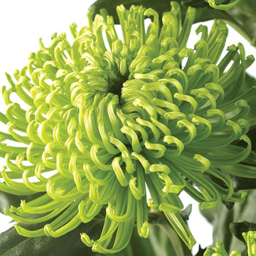 Chrysanthemum Seeds – Green Spider
