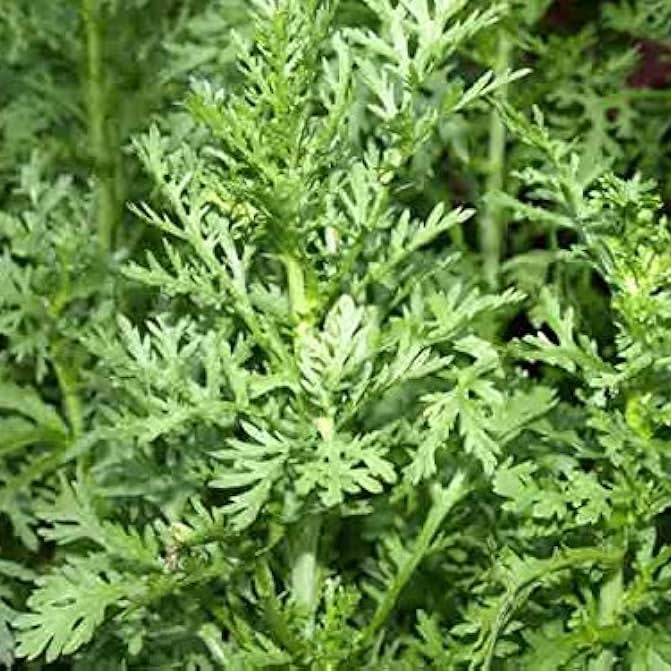 Chrysanthemum Greens Seeds – Tong Ho
