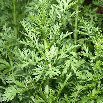 Chrysanthemum Greens Seeds – Tong Ho
