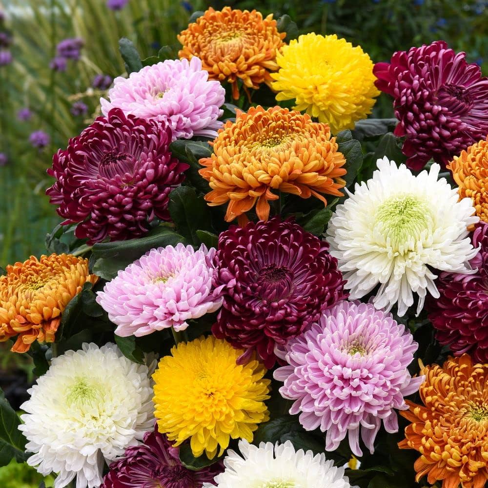 Chrysanthemum Seeds – Heirloom
