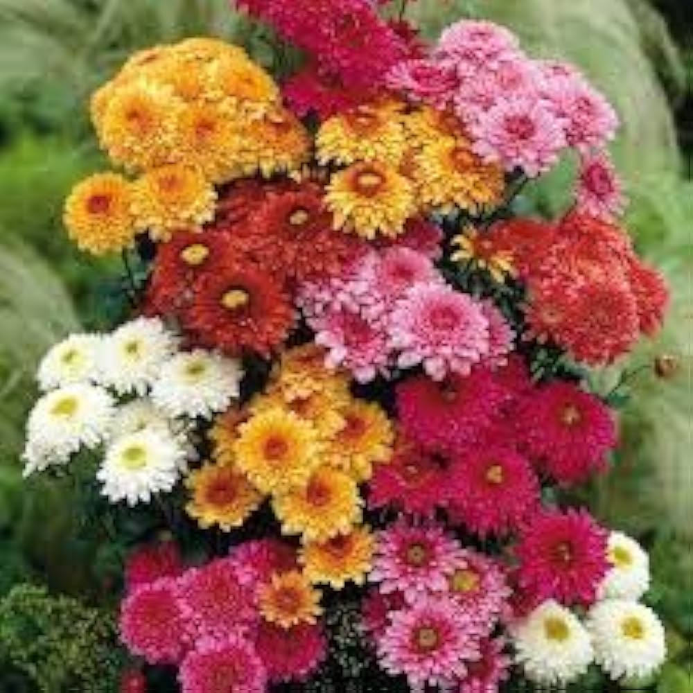 Chrysanthemum Seeds – Heirloom
